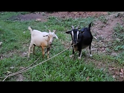 Touring the hill and going for my goats
