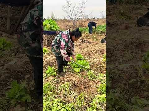 pick leftover vegetables on the hill #farming #satisfying #garden #freshly