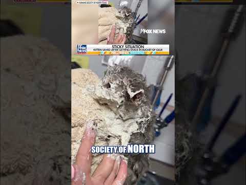 Kitten rescued after getting stuck in a bucket of glue #foxnews #news #us #fox