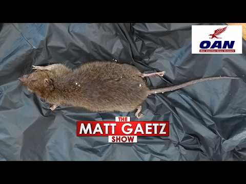 ‘18-INCH RATS’: Idaho warns of dangerous infestation spreading fast