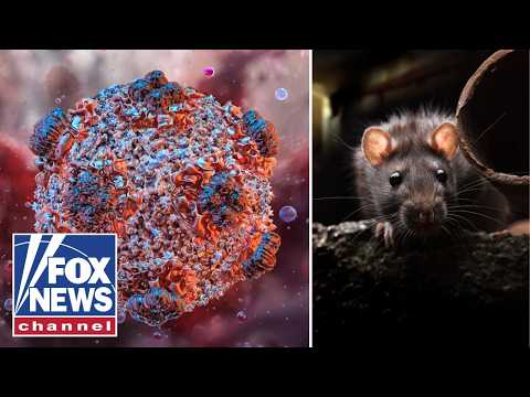 WHAT TO KNOW: True risk of hantavirus explained