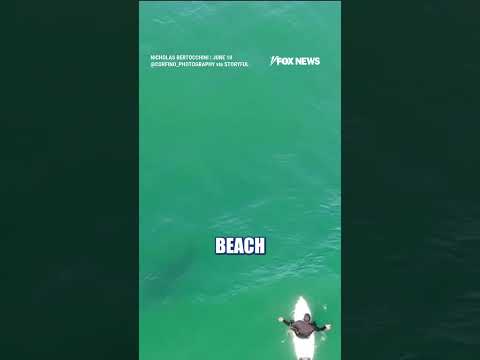WATCH: CHILLING video shows SHARK circling California surfer #shorts #us #news #foxnews