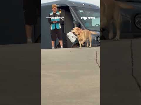Helpful dog proudly carries Amazon package home for family #foxnews #news
